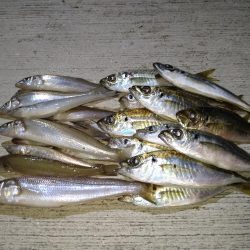 キス狙いとアジングの二本立て